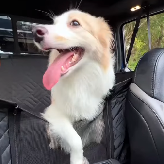 PawCare™ Pawpad Achterbank Beschermer