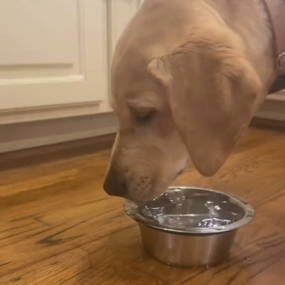 PawCare CleanBowl™ – Anti-Kleckser Trinknapf für Hunde & Katzen
