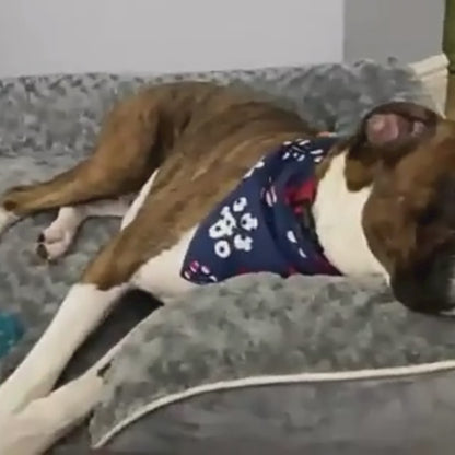 PawCare™ ComfortLuxe Hundebett
